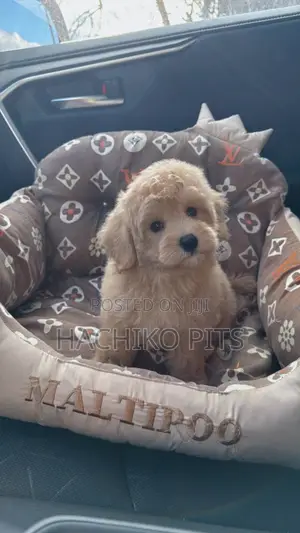 Photo - 1-3 months Male Purebred Poodle