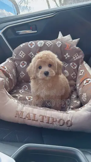 Photo - 1-3 months Male Purebred Poodle