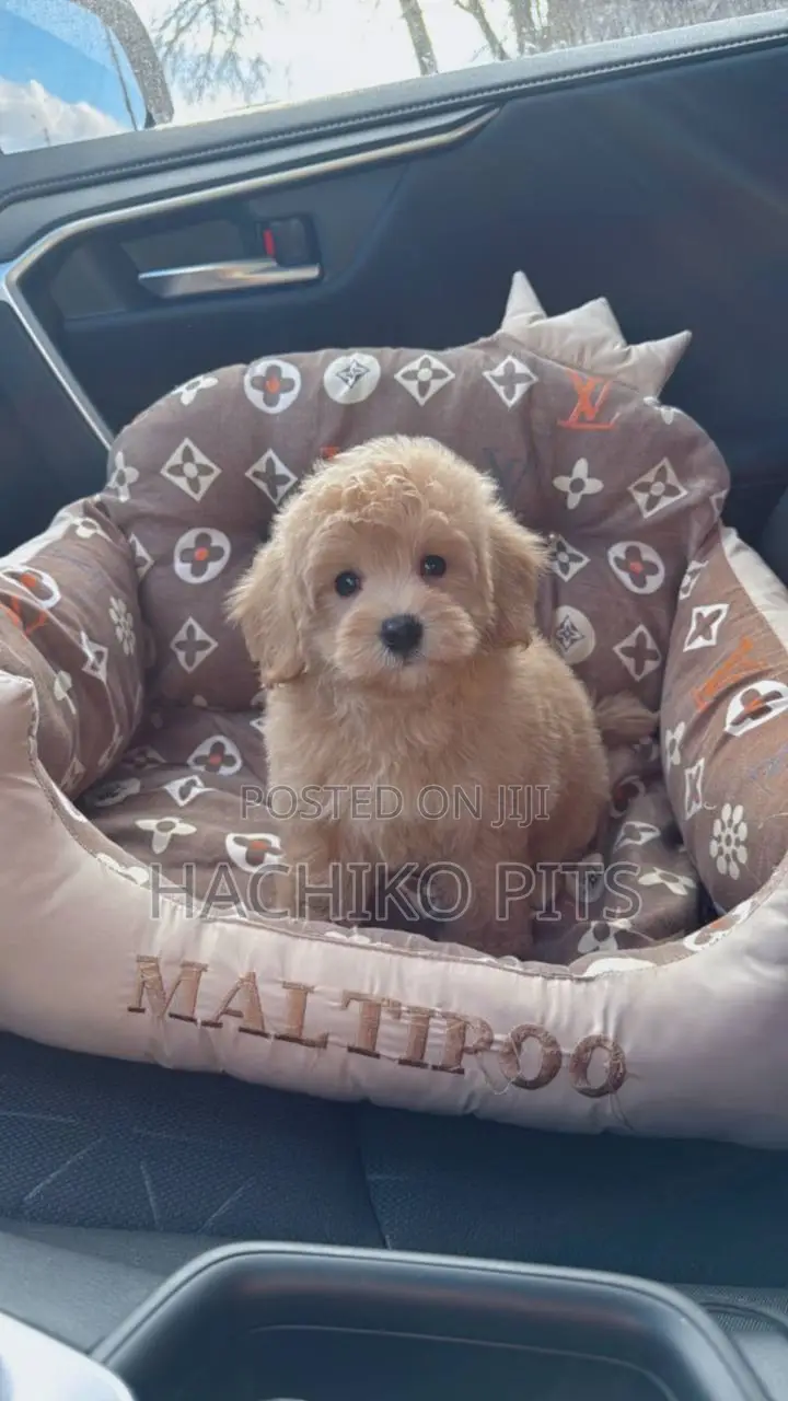 1-3 months Male Purebred Poodle