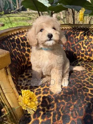 1-3 months Male Purebred Maltipoo