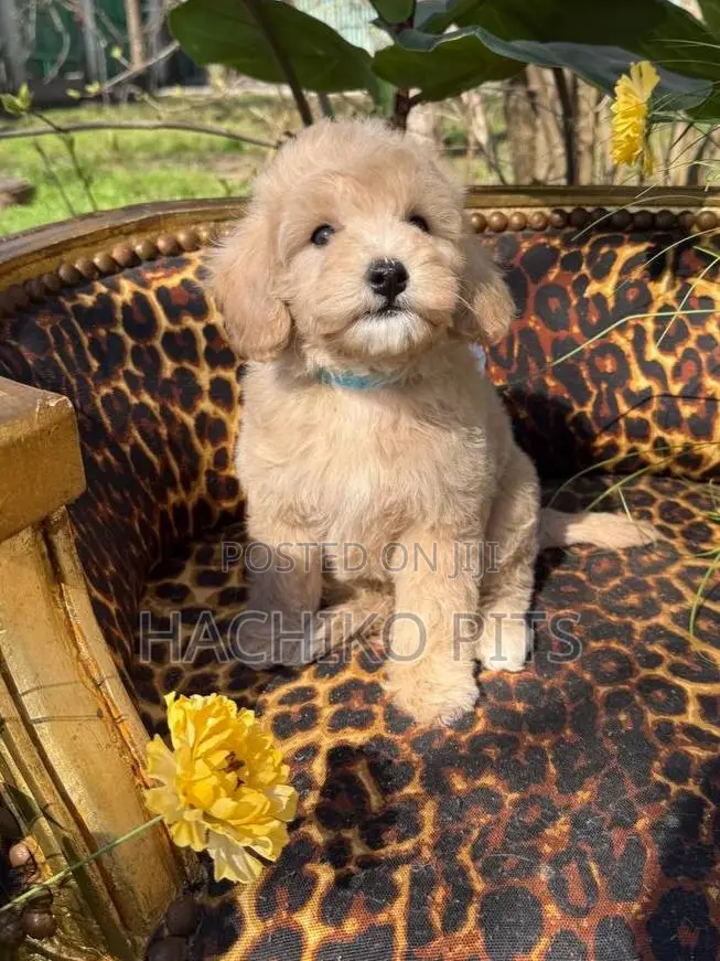 1-3 months Male Purebred Maltipoo