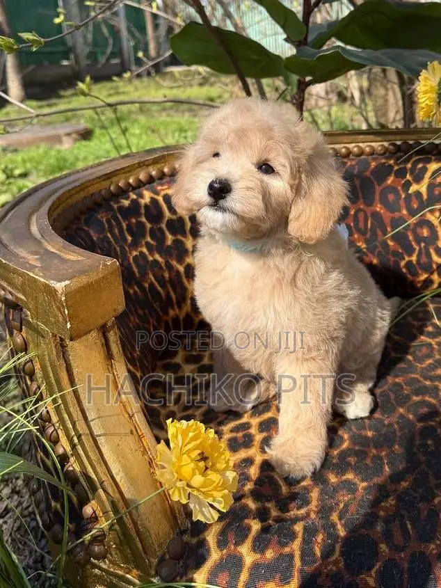 1-3 months Male Purebred Maltipoo