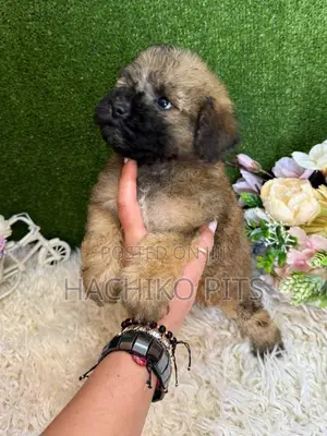 Photo - 1-3 months Male Purebred Maltese