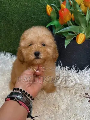 Photo - 1-3 months Male Purebred Maltese