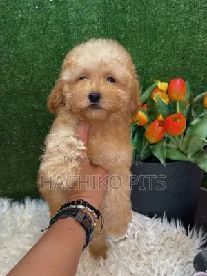 1-3 months Male Purebred Maltipoo
