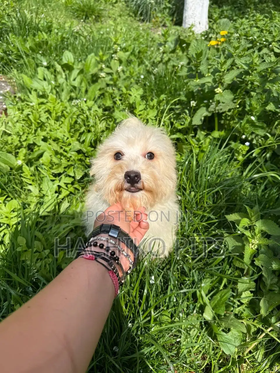 1-3 months Male Purebred Maltese