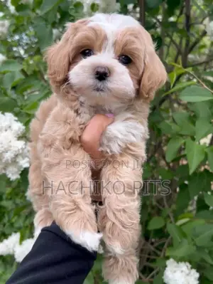 Photo - 1-3 months Male Purebred Maltese
