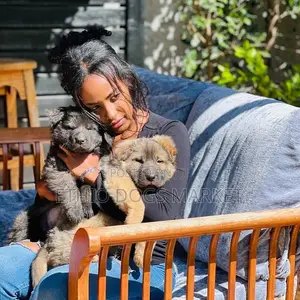 1-3 months Male Purebred German Shepherd