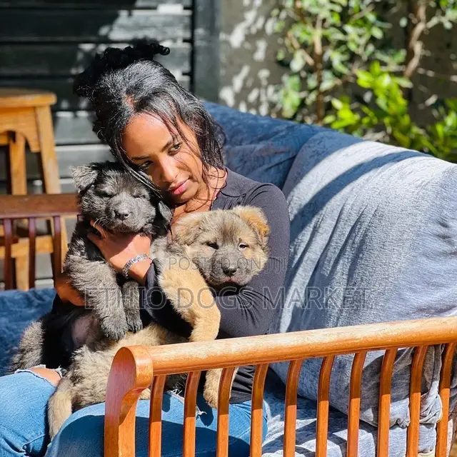 1-3 months Male Purebred German Shepherd