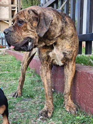 Photo - 1-3 months Male Purebred Mastiff
