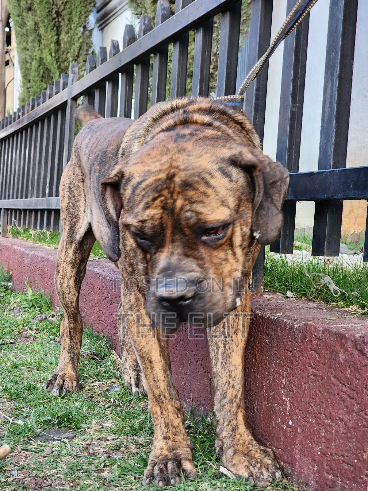 1-3 months Male Purebred Mastiff