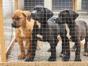 1-3 months Male Purebred Boerboel