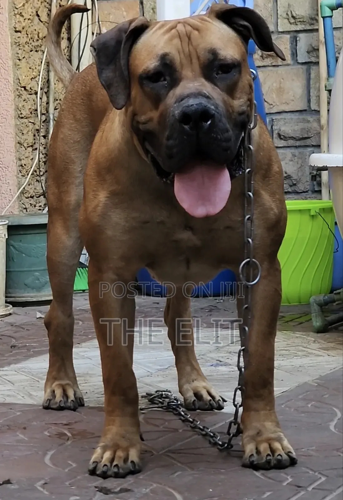 1-3 months Male Purebred Boerboel