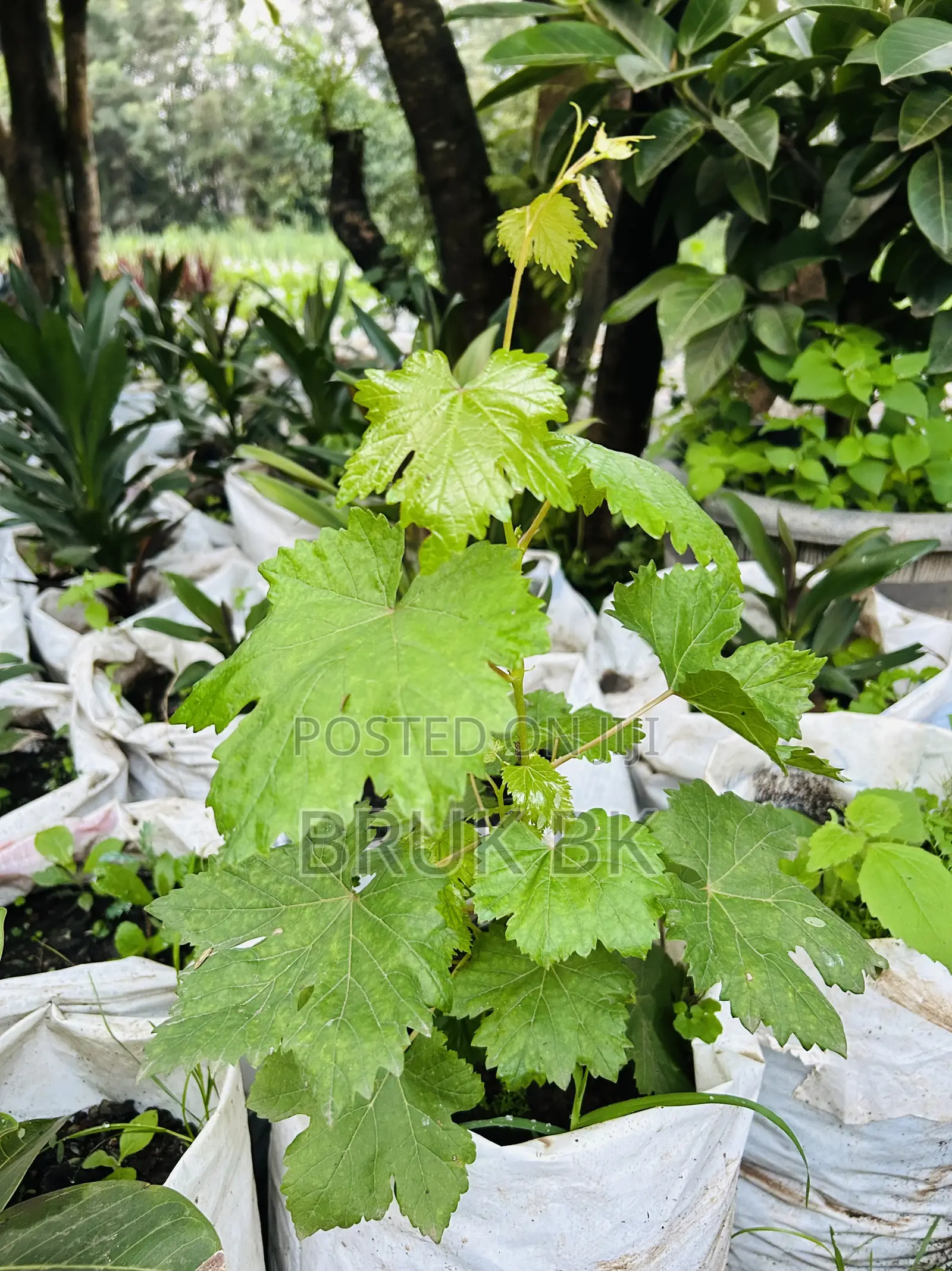 Wine Plant