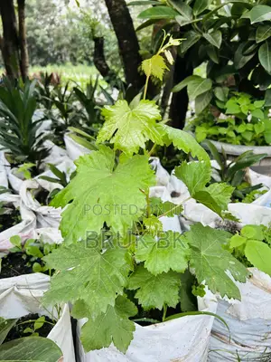 Wine Plant