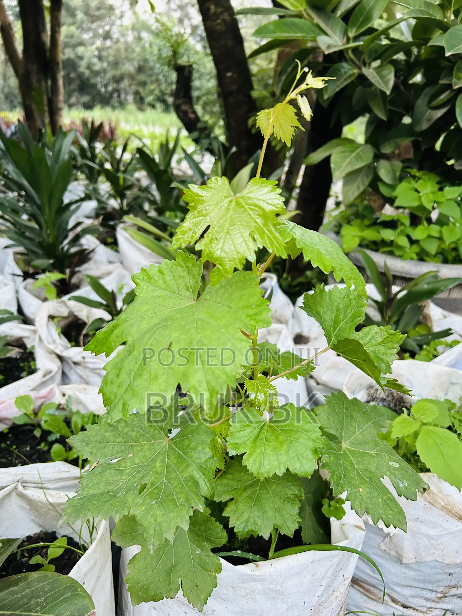 Wine Plant