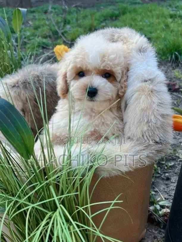 1-3 months Male Purebred Maltipoo
