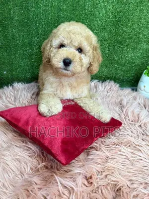 Photo - 1-3 months Male Purebred Maltese