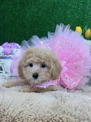 1-3 months Male Purebred Maltipoo