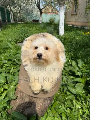 Photo - 1-3 months Male Purebred Maltese