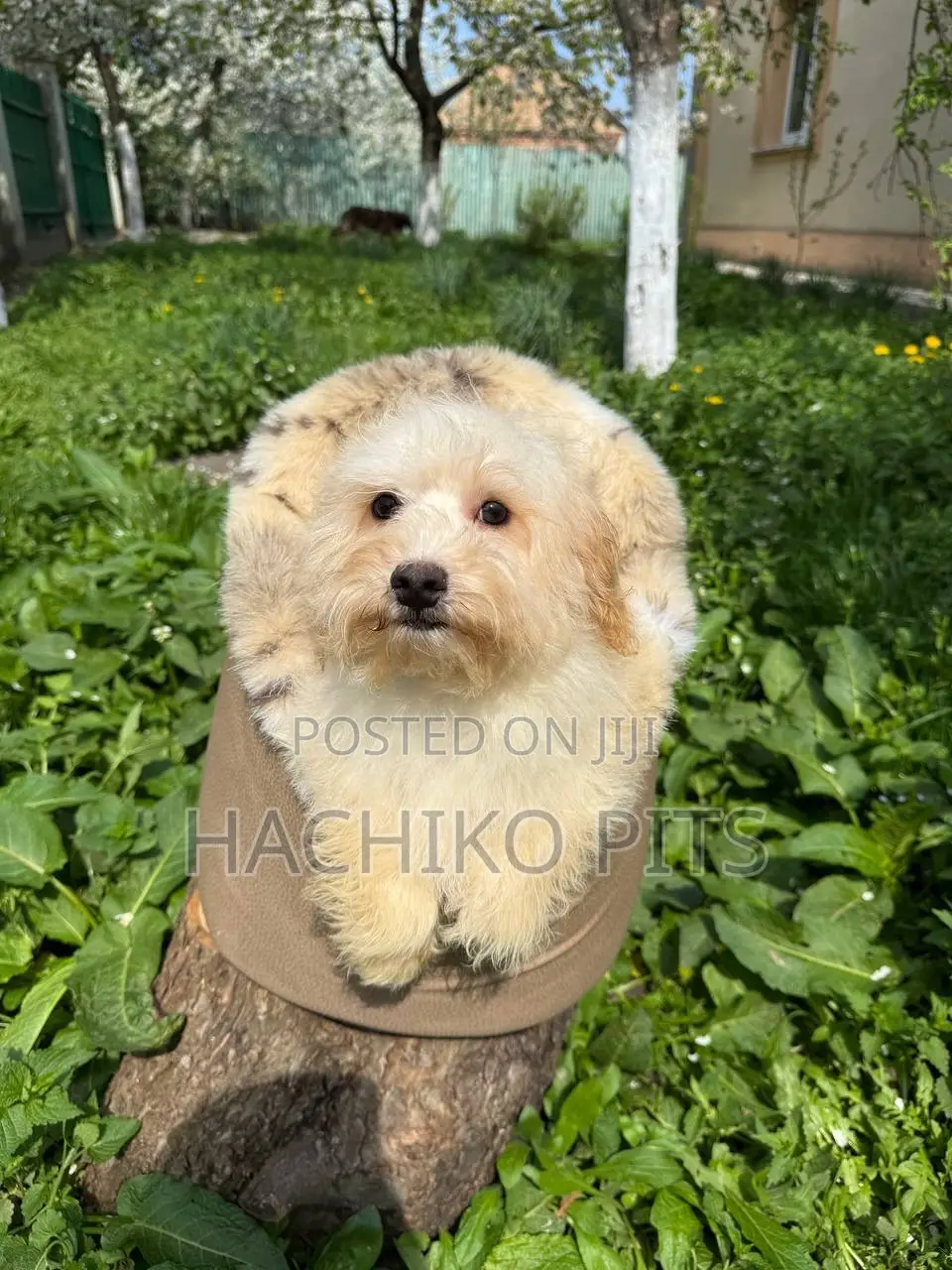 1-3 months Male Purebred Maltese