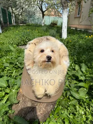 Photo - 1-3 months Male Purebred Maltese