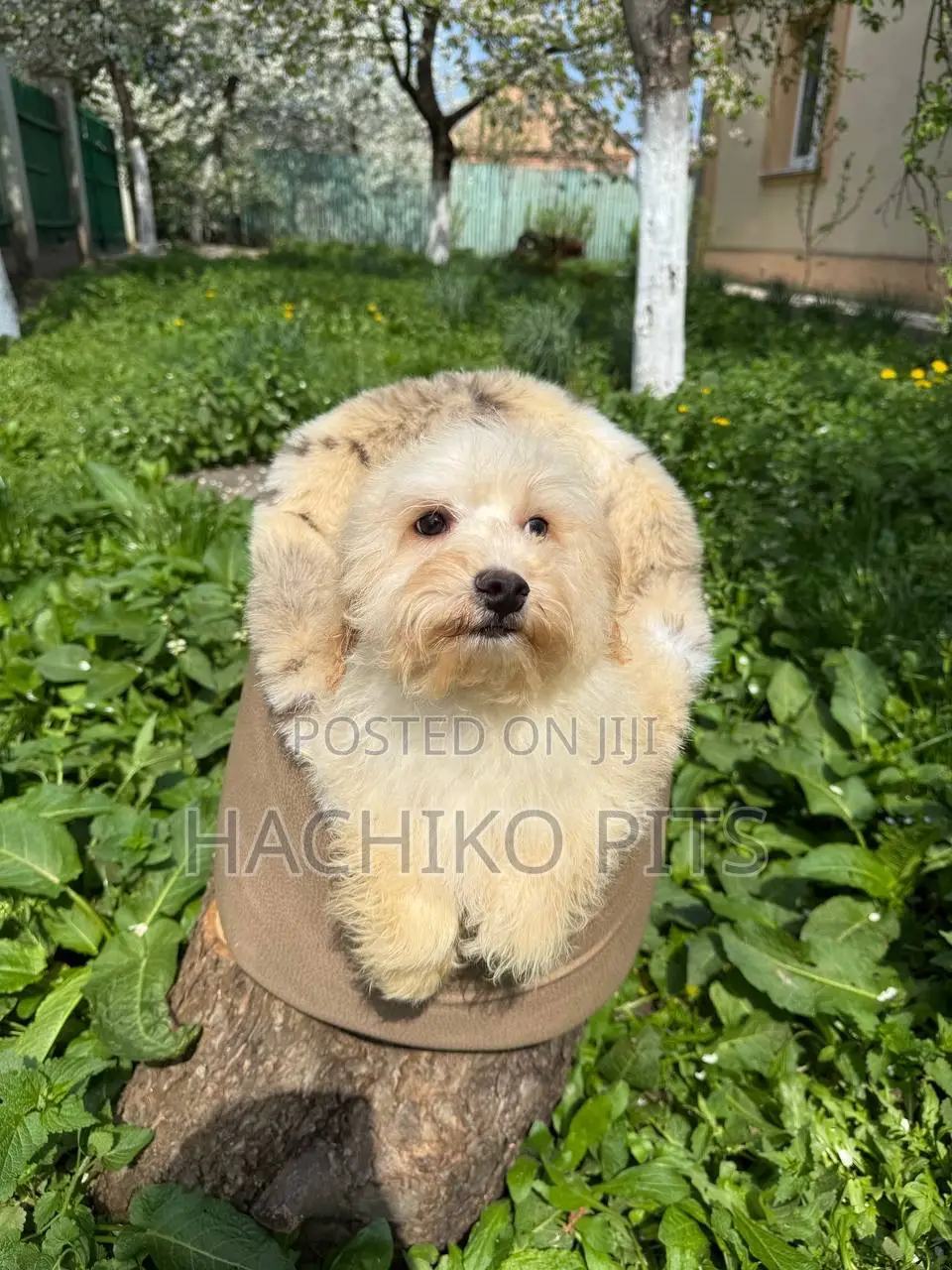 1-3 months Male Purebred Maltese