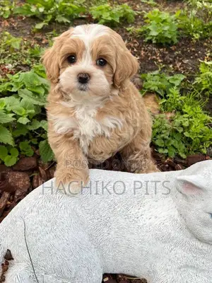 1-3 months Male Purebred Maltipoo