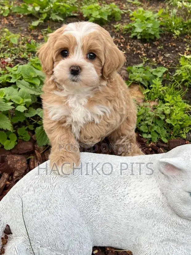 1-3 months Male Purebred Maltipoo