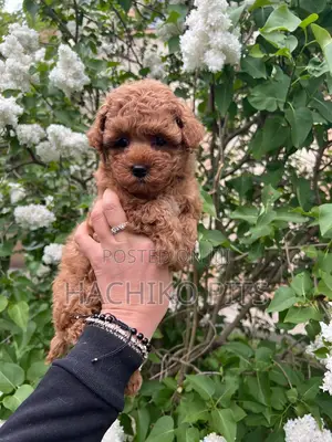 Photo - 1-3 months Male Purebred Poodle