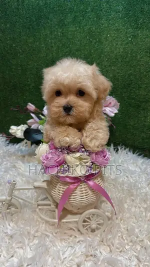 1-3 months Male Purebred Maltipoo