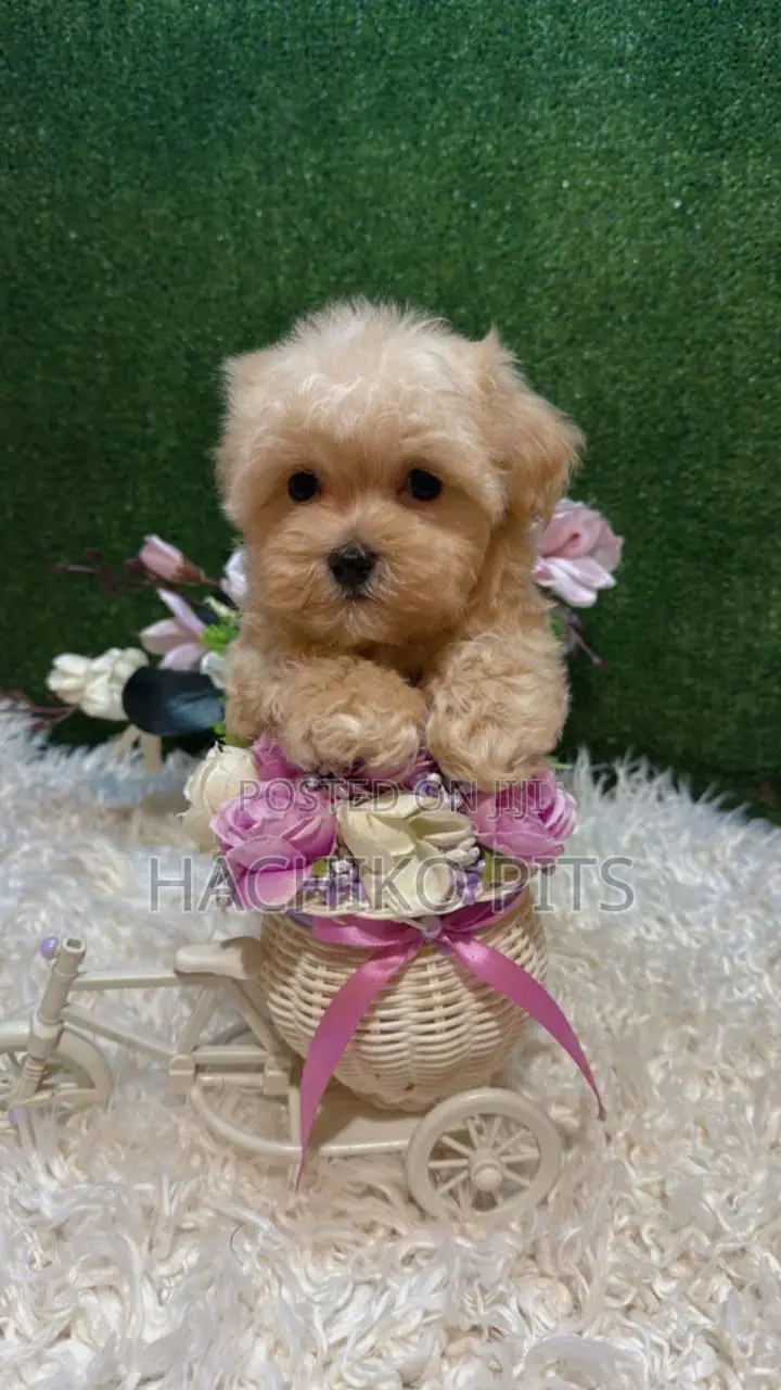 1-3 months Male Purebred Maltipoo