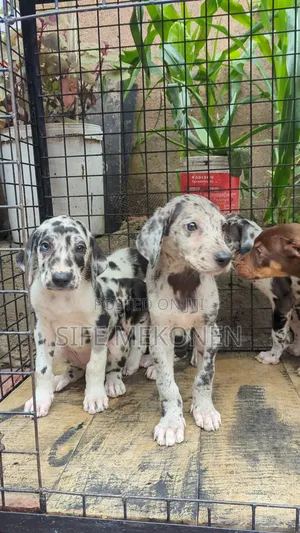 1-3 months Male Purebred Great Dane