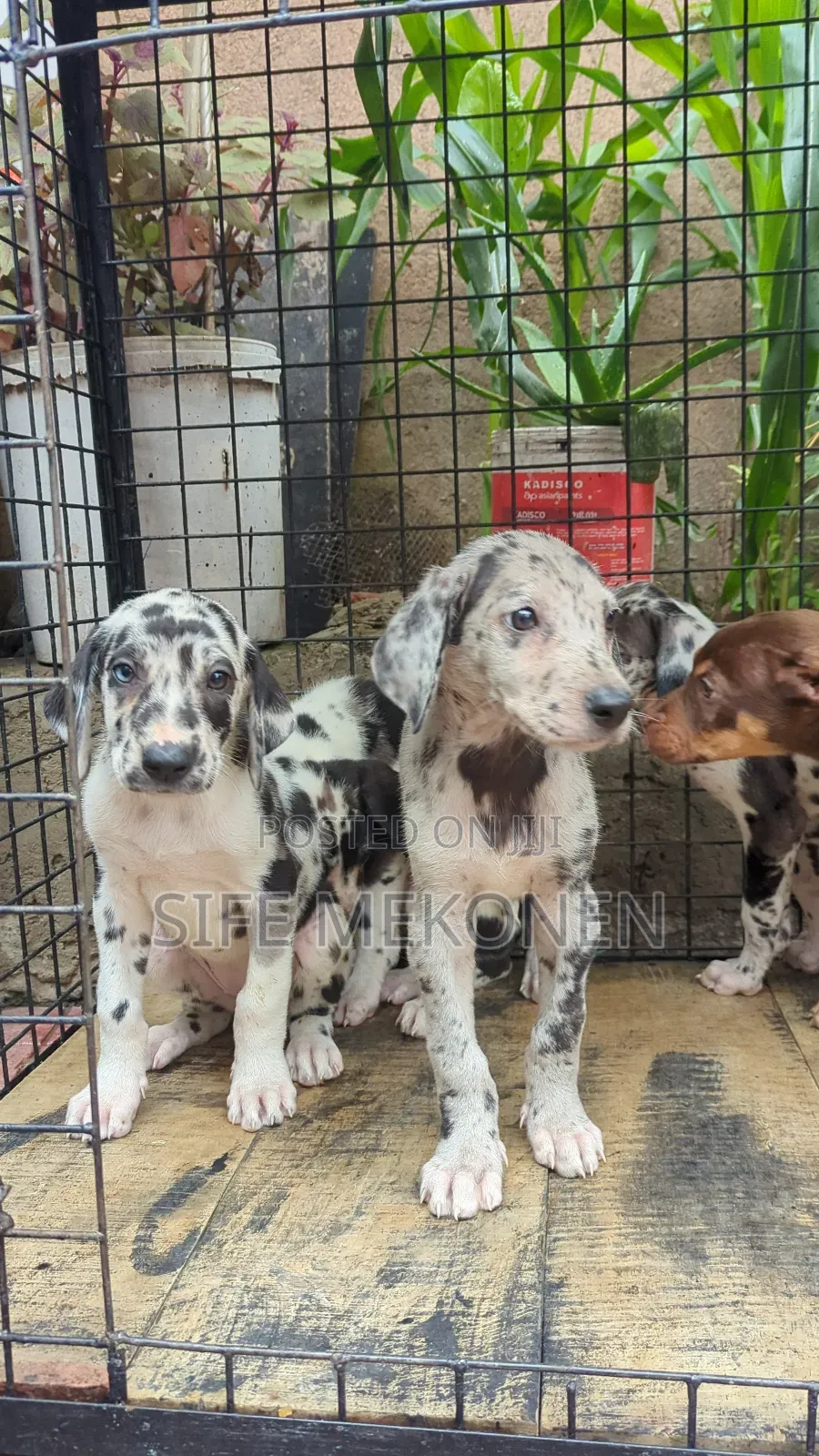 1-3 months Male Purebred Great Dane