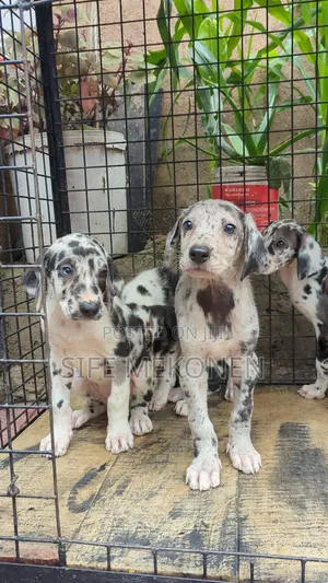 Photo - 1-3 months Male Purebred Great Dane