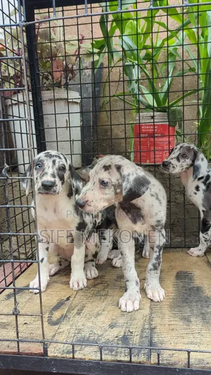 1-3 months Male Purebred Great Dane