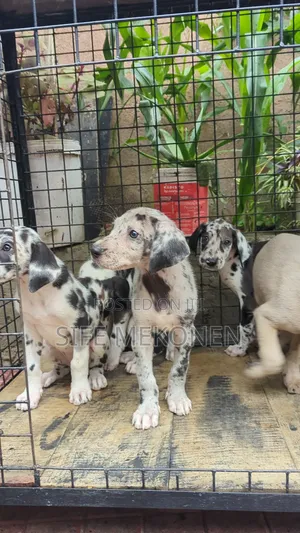 1-3 months Male Purebred Great Dane