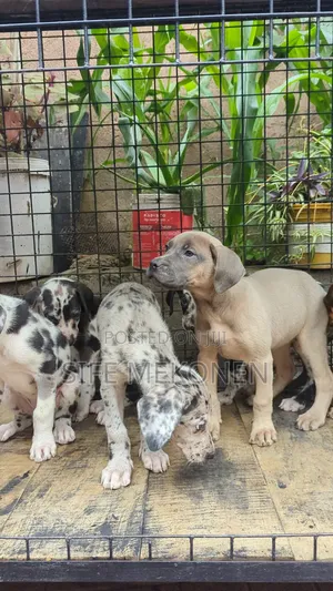 1-3 months Male Purebred Great Dane