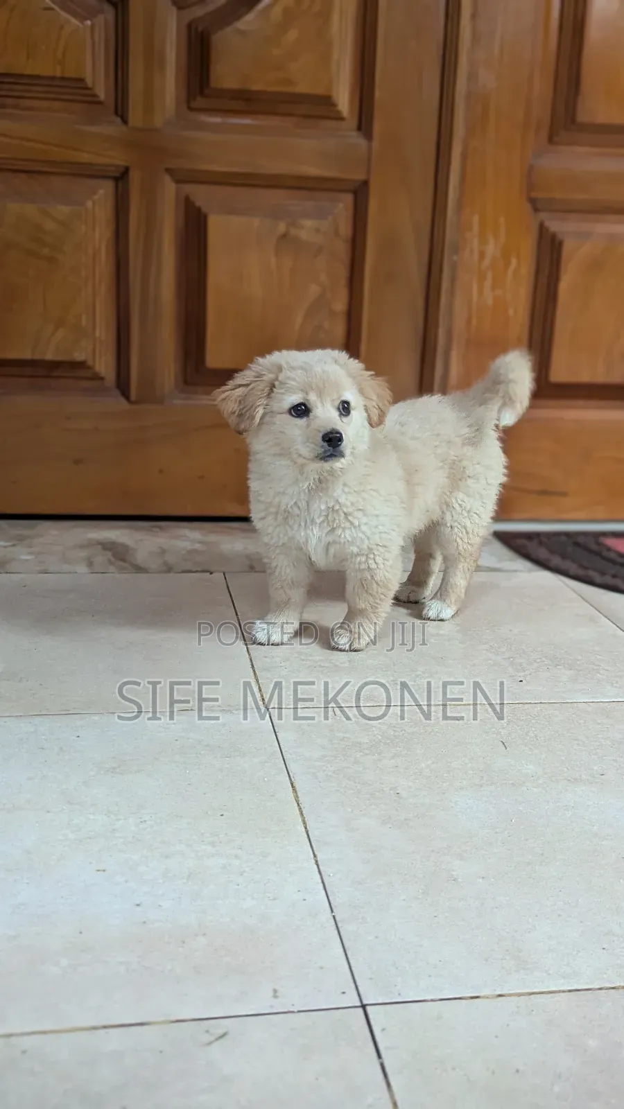 1-3 months Male Purebred Maltese