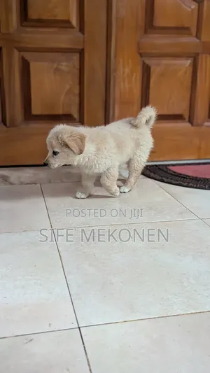 1-3 months Male Purebred Maltese