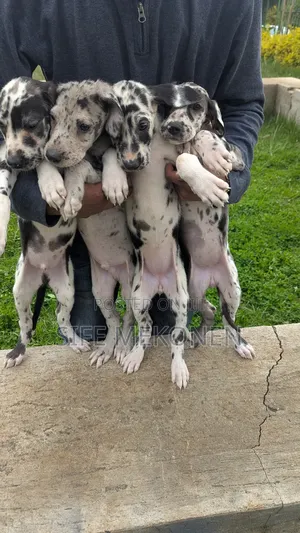 1-3 months Male Purebred Great Dane