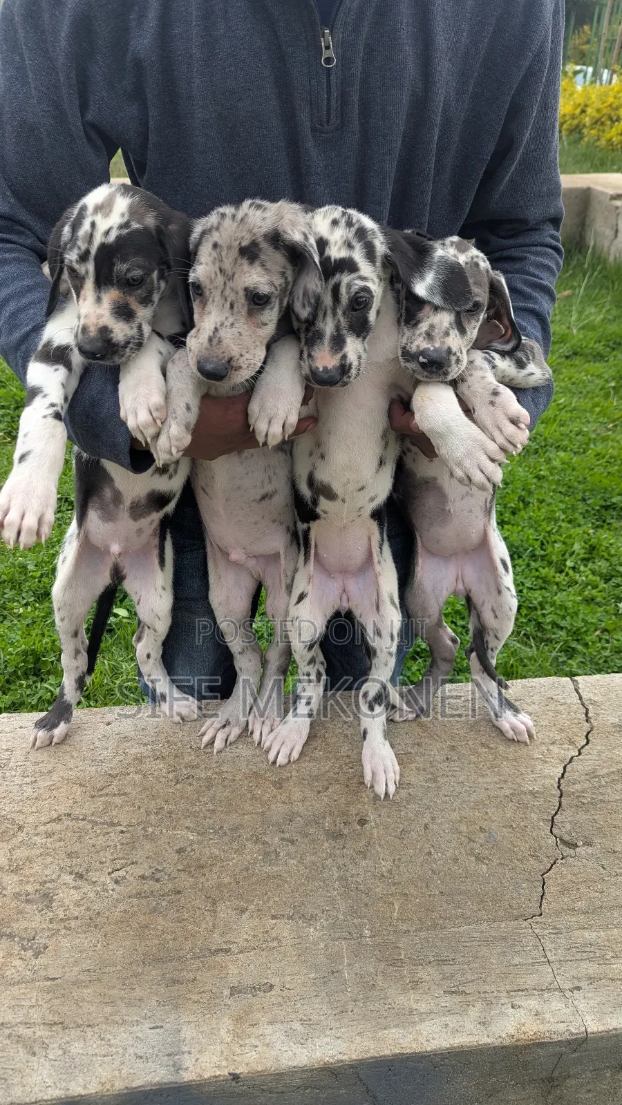 1-3 months Male Purebred Great Dane