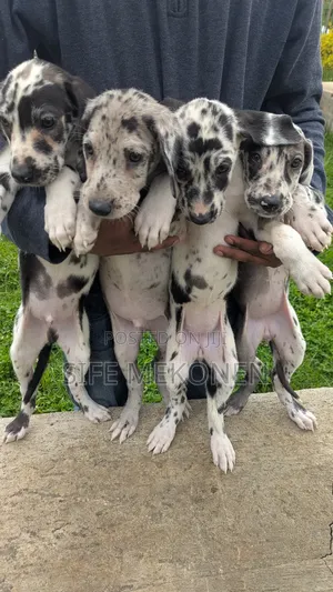 Photo - 1-3 months Male Purebred Great Dane
