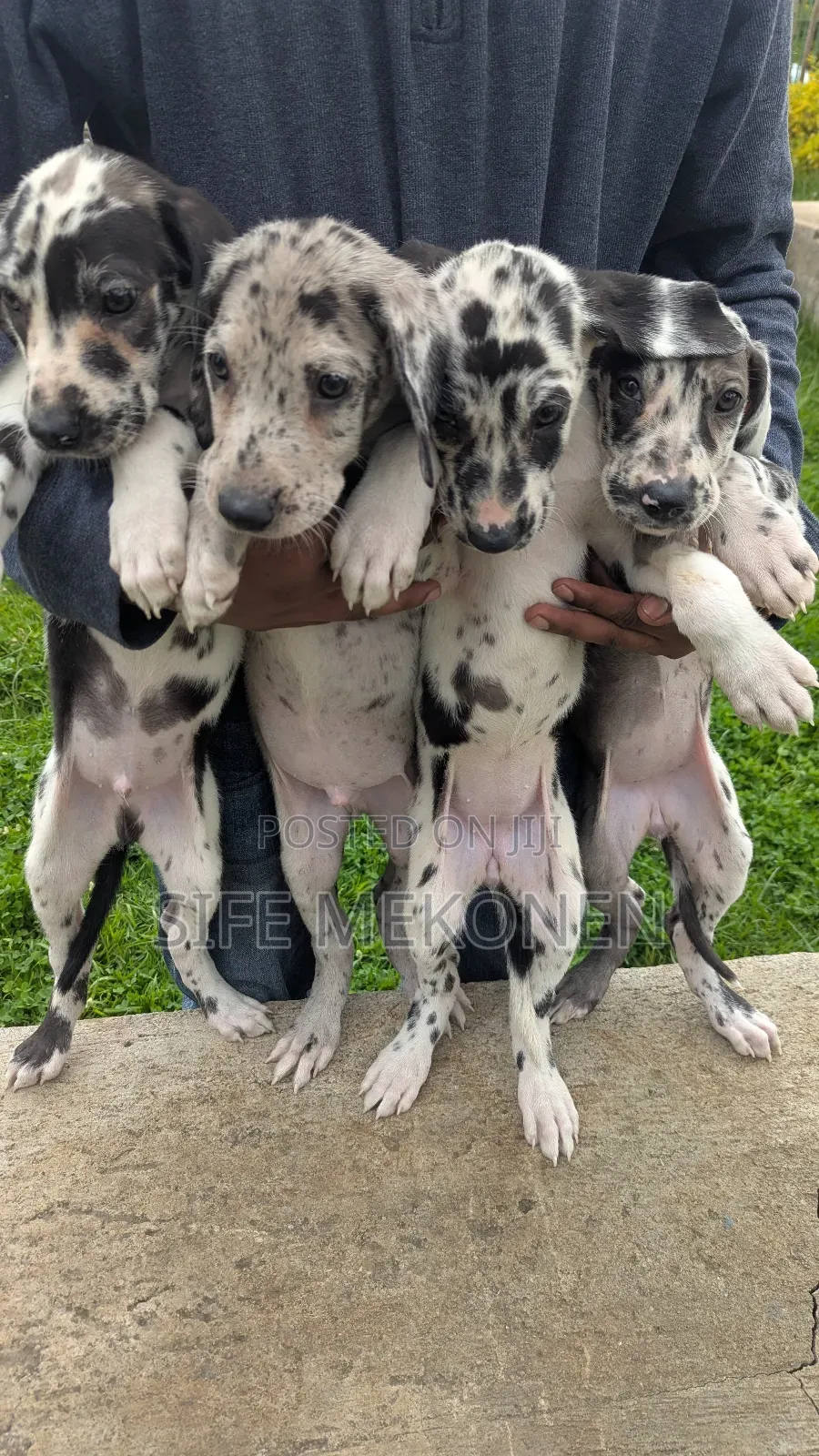 1-3 months Male Purebred Great Dane