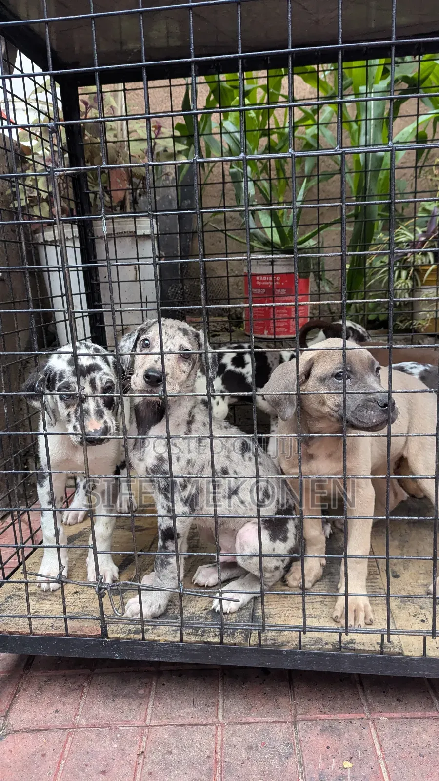 1-3 months Male Purebred Great Dane