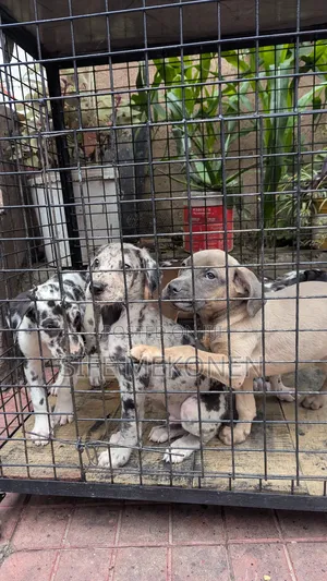 1-3 months Male Purebred Great Dane