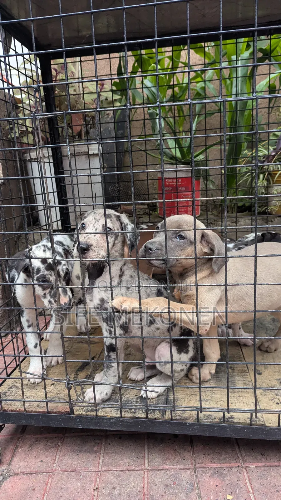 1-3 months Male Purebred Great Dane