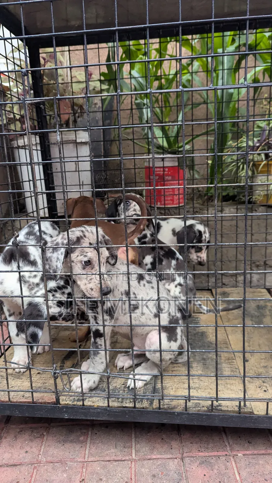 1-3 months Male Purebred Great Dane