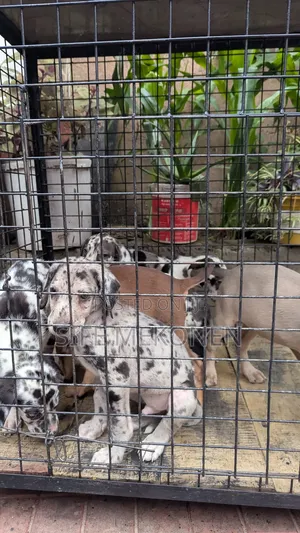 1-3 months Male Purebred Great Dane