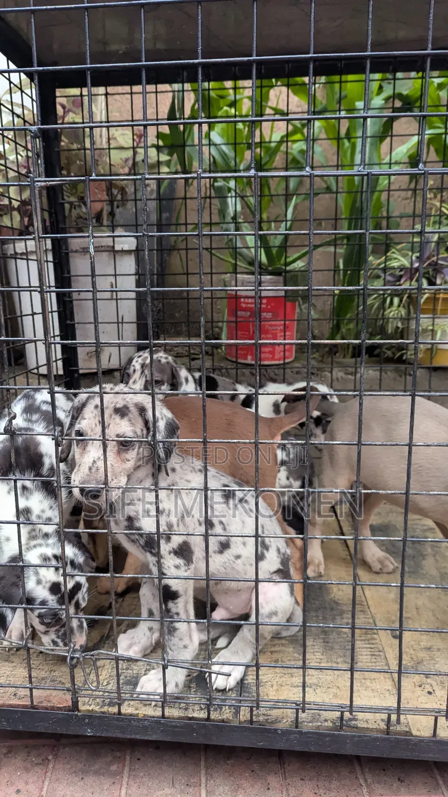 1-3 months Male Purebred Great Dane